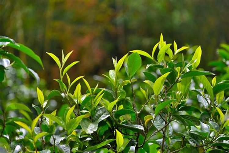 冠菌素:植物防冻剂是什么,怎么用,真的有用吗？
