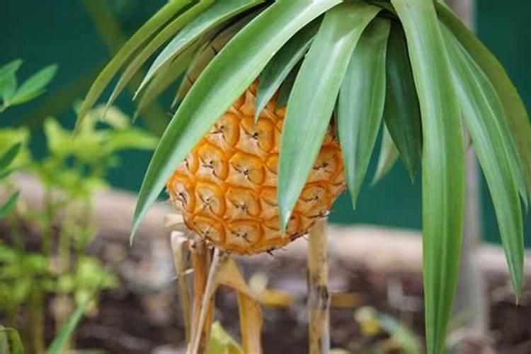 菠萝皮泡水可以浇花吗