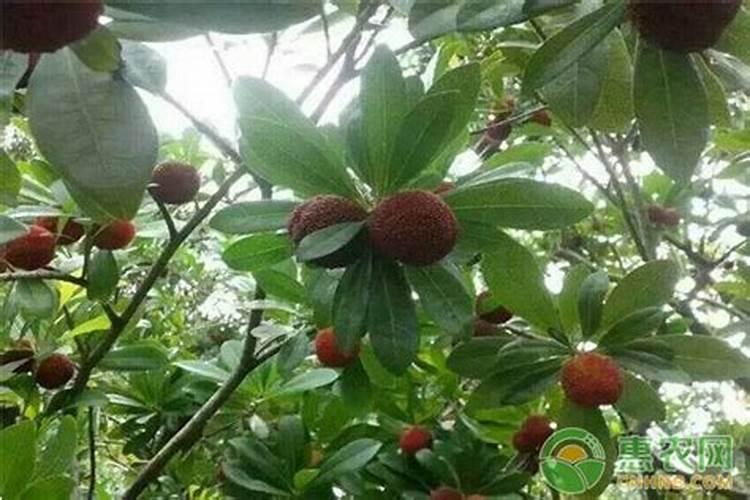 杨梅树种子繁殖方法