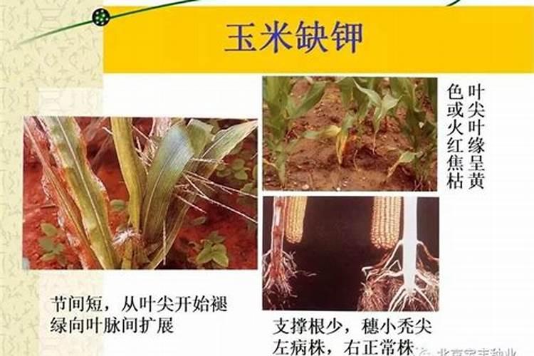 柑橘苗期施什么肥料