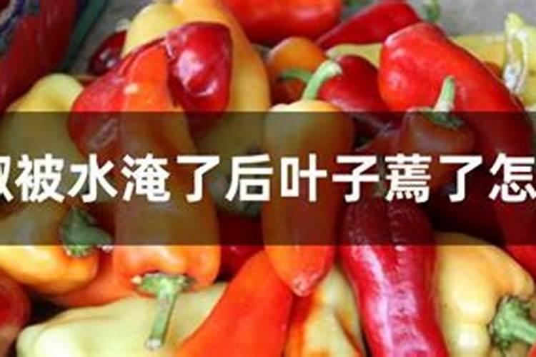 苗床中的辣椒幼范水淹没怎样救？