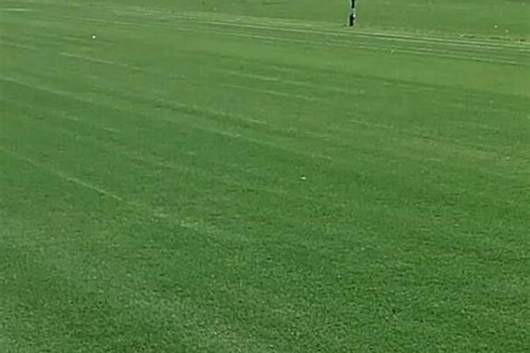 草坪常用无机肥料有哪些