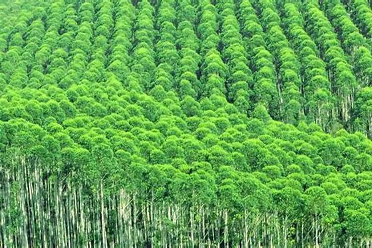 林地主要树种施肥方法