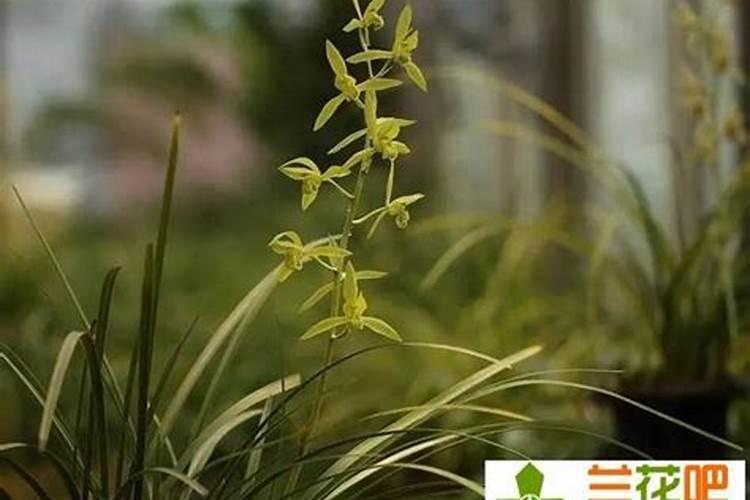 兰花用什么促花芽分化？