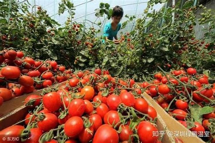 蔬菜专用有机肥料哪款好