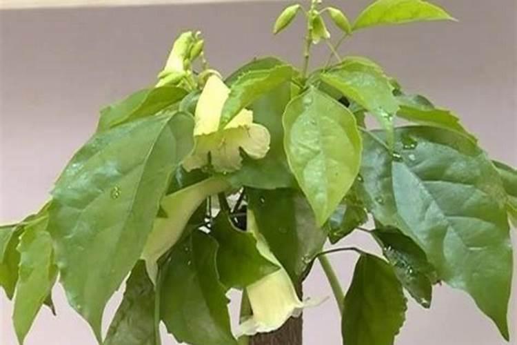 雷雨肥庄稼的有关反应化学方程式