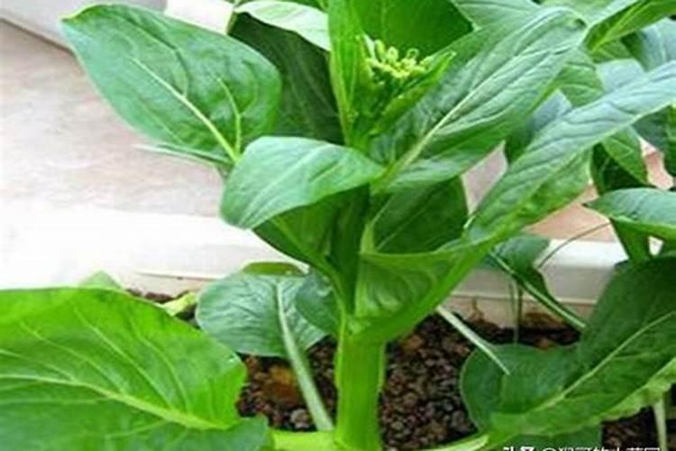 增城菜心施肥时间