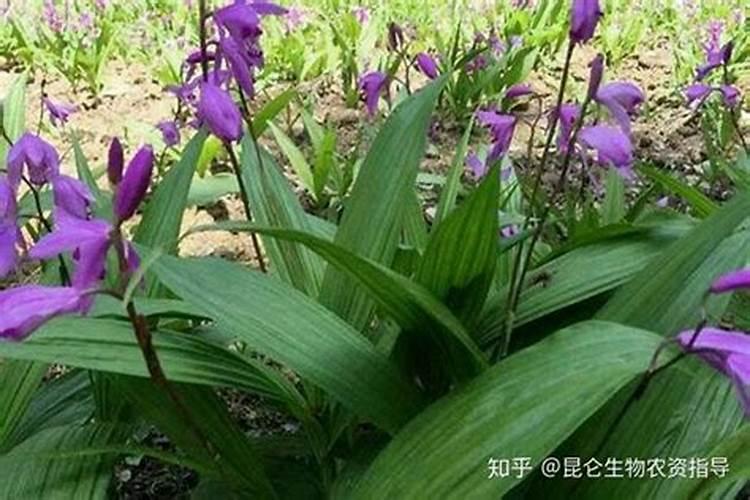 白芨施肥时间在什么时候 施肥技巧总结