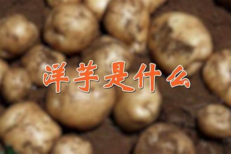 脐橙施什么肥最好