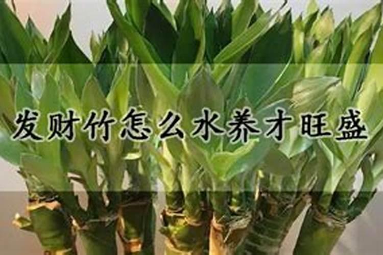 发财竹一般水养几根