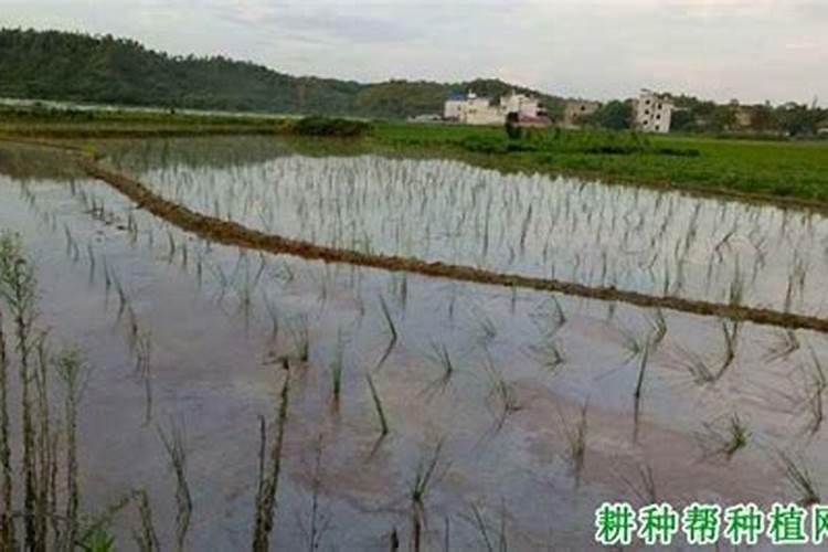 如何掌握马蹄的种植技术？如何提高果实甜度和口？