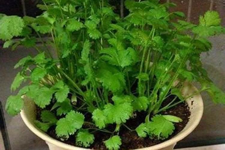 玉米一生中最重要的一次叶面肥,你知道啥时候打吗？