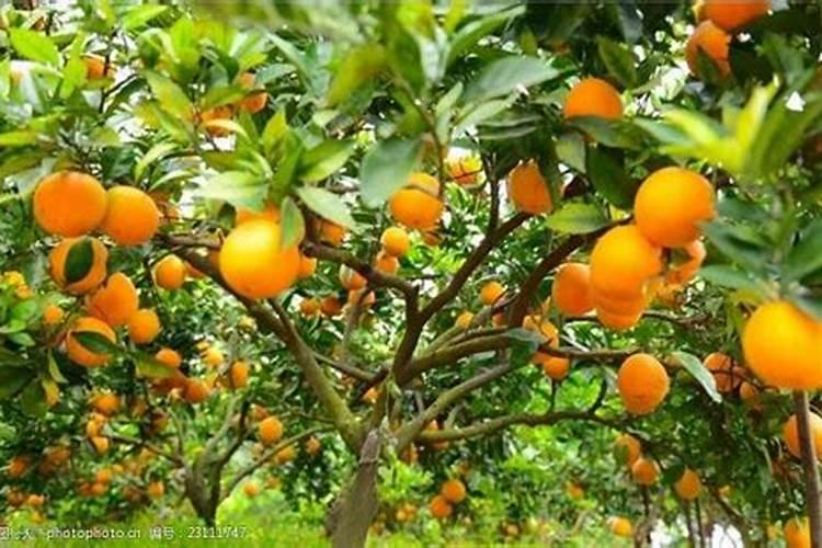 春季柑橘琳树发芽前可以喷施硼肥吗？