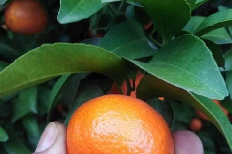 种植柑橘时,最佳的施肥时间是什么时候？