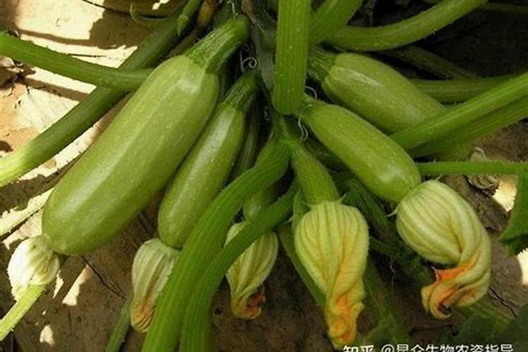日光温室早春茬西葫芦如何进行水肥管理？