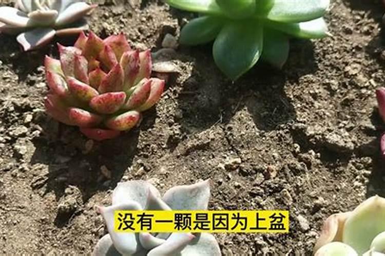 多肉换盆后多久可以施肥