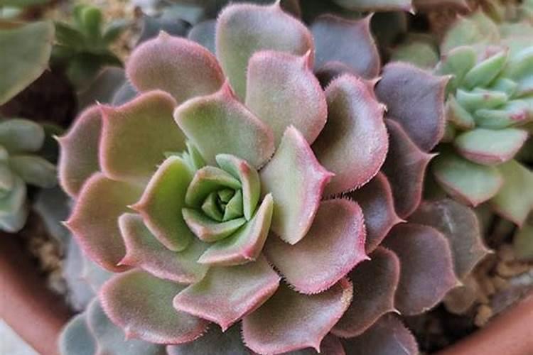 多肉服盆后多久可以施肥(新种的多肉怎么施肥长得好)