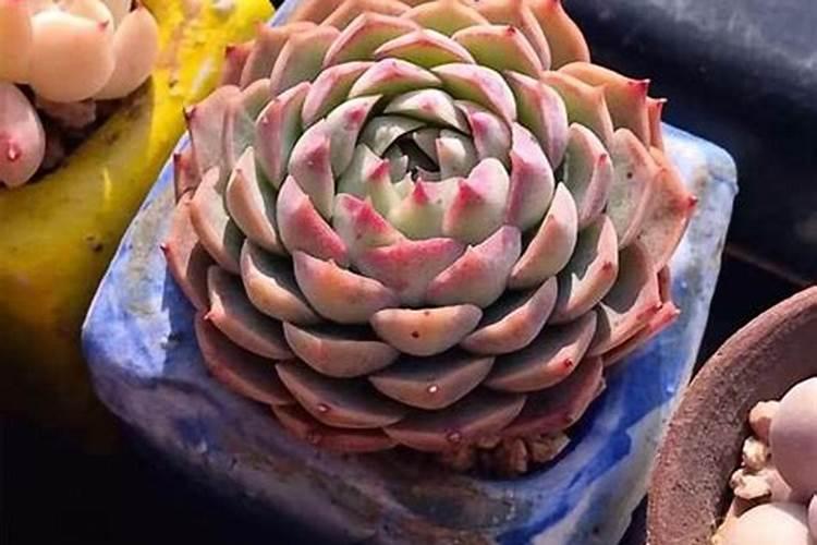 多肉服盆后多久可以施肥