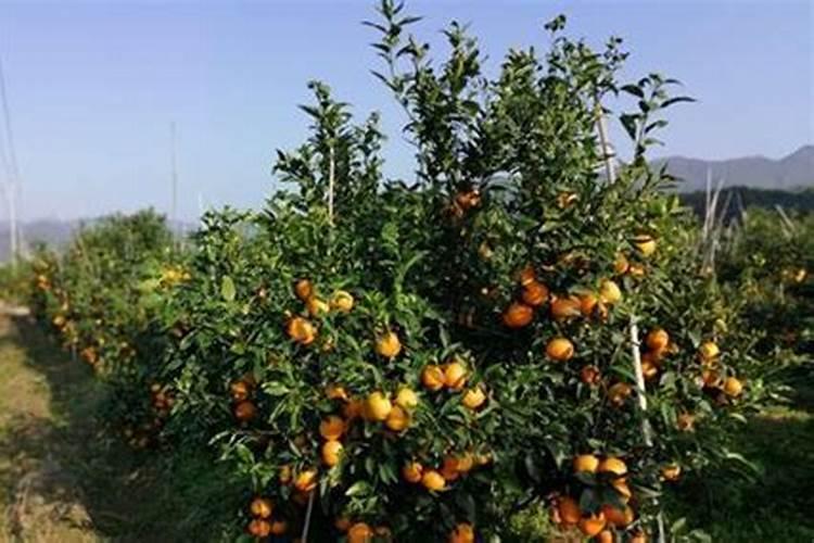大豆蛋白的各种氨基酸组成比例是多少？