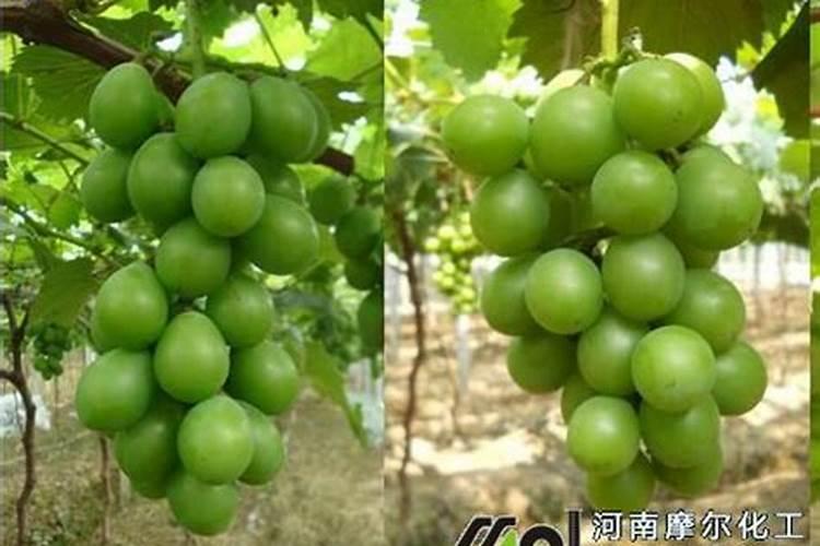 白菜施肥时间和方法 白菜施肥时间和方法有哪些