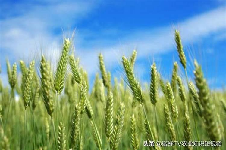 苹果树8月份施什么肥