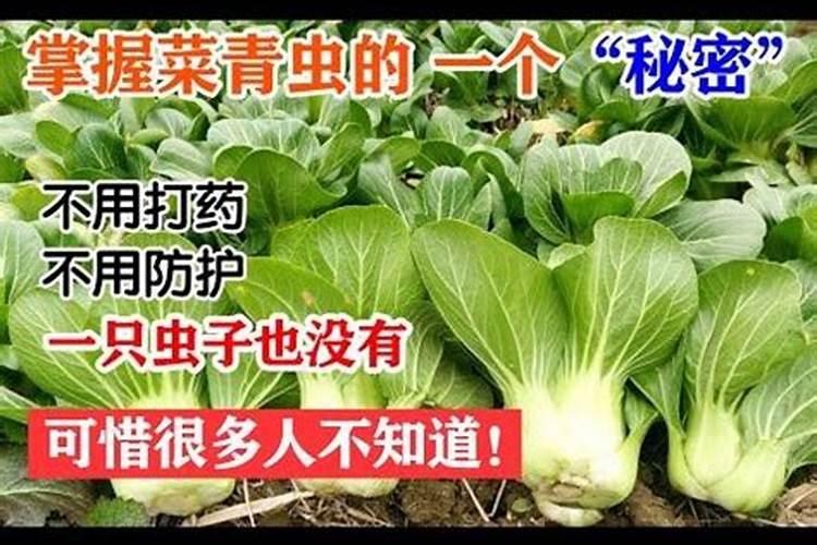 阳台青菜种植方法阳台青菜怎么种植