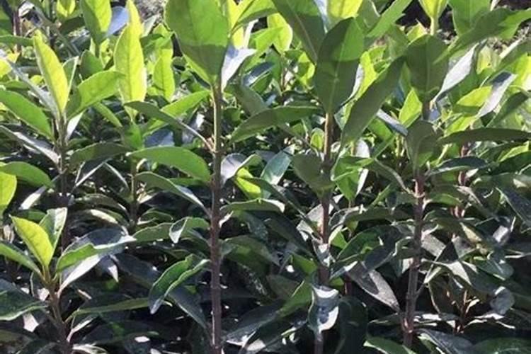 法国冬青种子多少钱一斤 种植方法