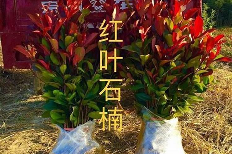 红叶石楠怎样种植成活率高