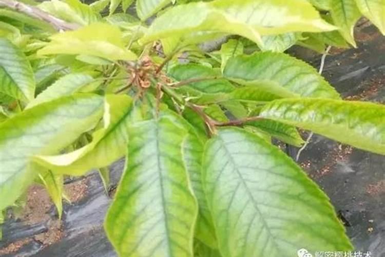 大樱桃树叶卷曲发黄,落果严重