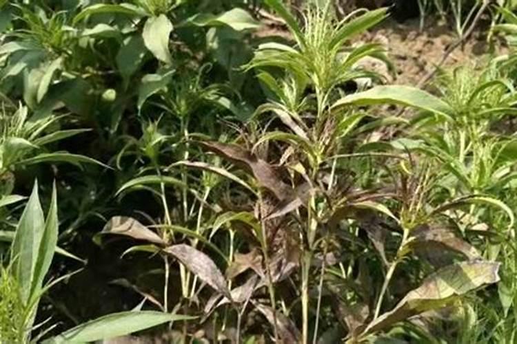 百合花的种植与管理技术