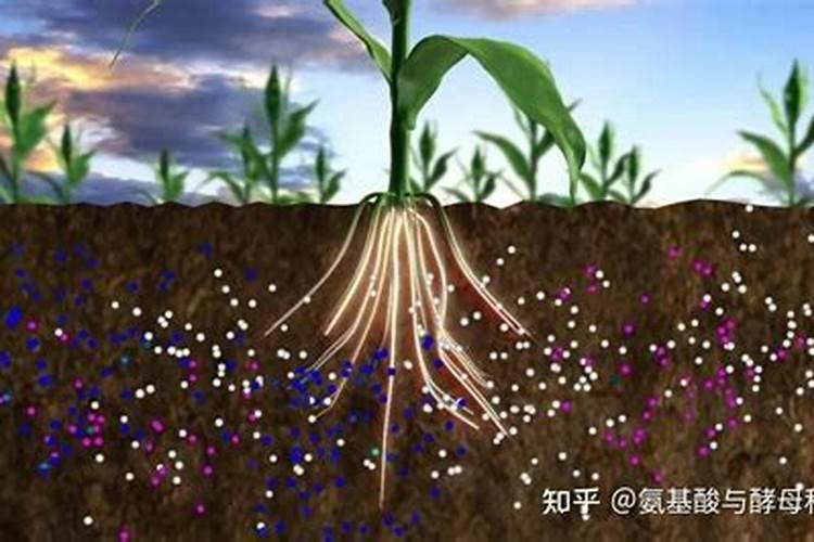 植物的根部是如何吸收营养生长的？