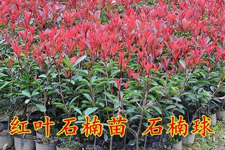 红叶石楠怎样种植成活率高