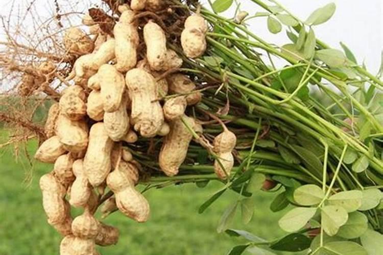 花生怎样施肥最高产