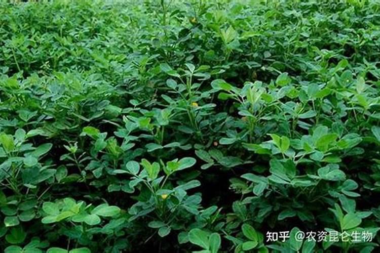 种植花生,做好哪些管理工作,更有利于花生实现高产？