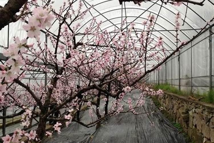 大棚油桃谢花后施肥管理 冲施肥