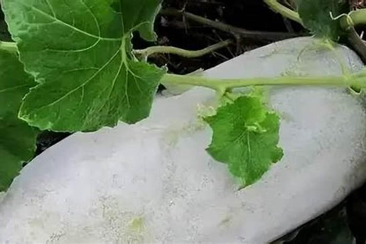 种冬瓜用什么肥料最好