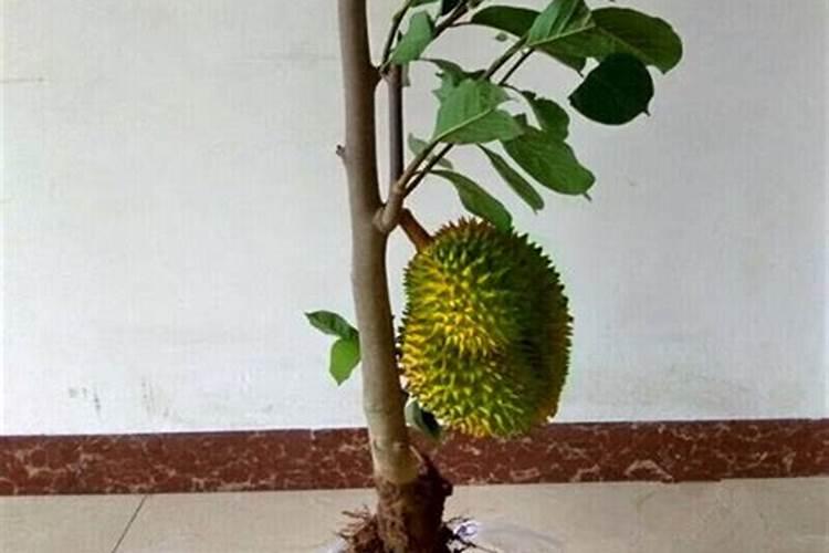 保力素氧化钾会危害果树生长吗