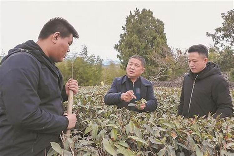 无公害茶叶怎么施肥？详解无公害茶叶施肥技术