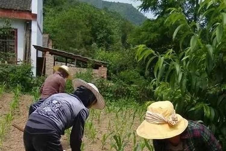 一亩地需要多少化肥