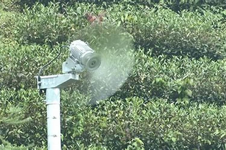 怎样给茶叶喷施叶面肥？ 敌百虫90%高效杀灭作物害虫小国家