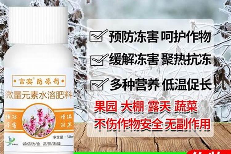 茶树如何防寒抗冻 冻害后如何补救