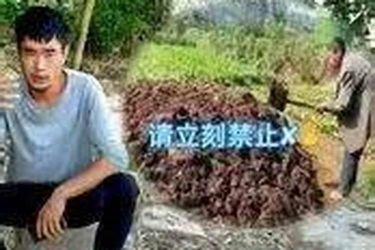 发酵鸡粪应该怎么施肥