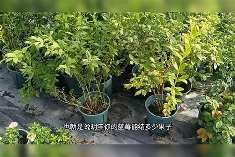 蓝莓什么肥料最好最旺