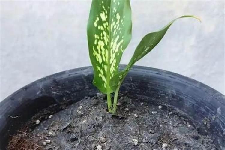 万年青的施肥方法