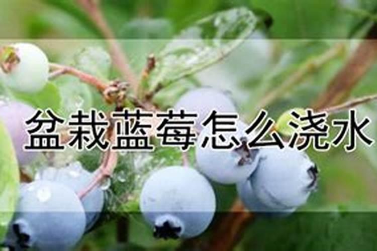自制热带鱼鱼饲料配方