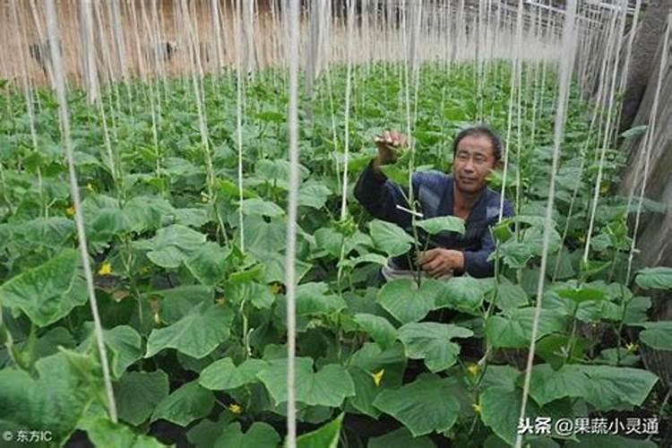 黄瓜用什么肥料产量高