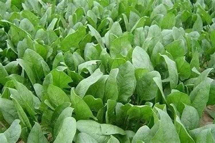 种菠菜什么肥料不能施