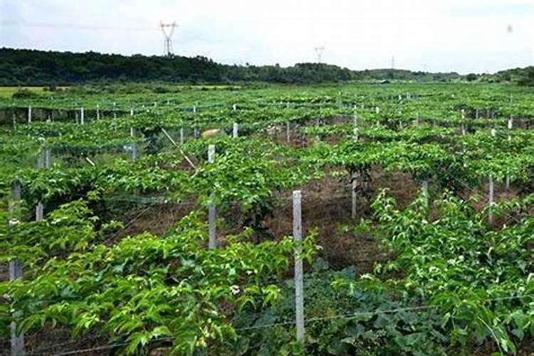 种百香果隔多少天施一次肥