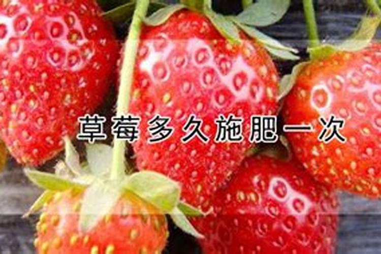 草莓果期为啥要用高钾肥？原因是什么呢？