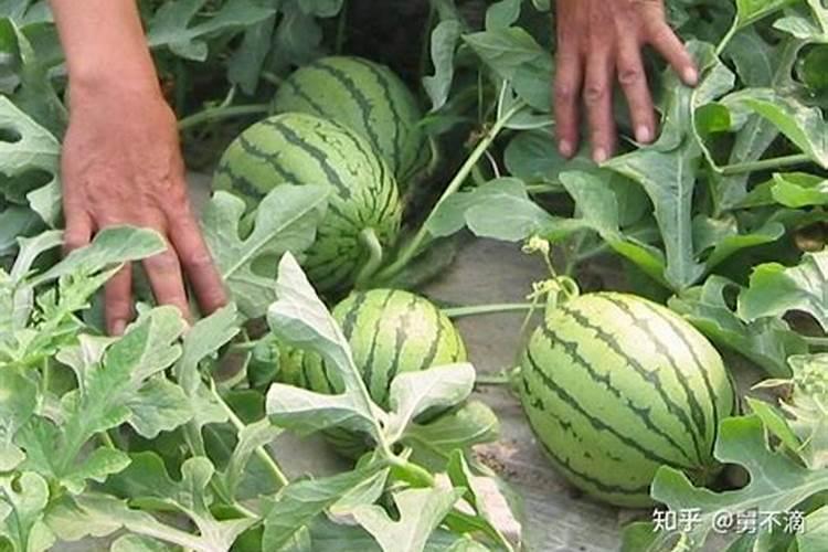 西瓜的吸肥特点、需肥规律及其平衡施肥技术